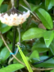 Gasteruption longicolle