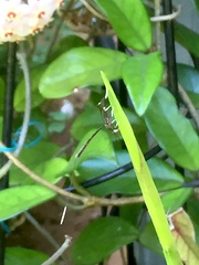 Gasteruption longicolle