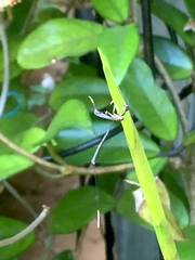 Gasteruption longicolle