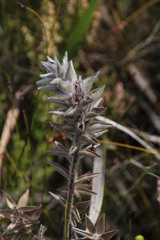 Mimetes capitulatus