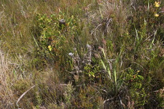 Mimetes capitulatus