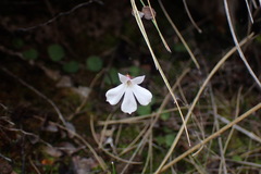 Lobelia linnaeoides