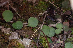 Lobelia linnaeoides