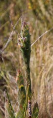 Mimetes capitulatus