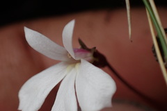 Lobelia linnaeoides