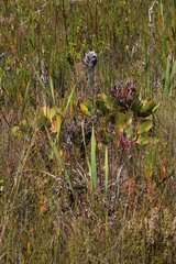 Mimetes capitulatus