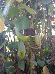 Melanis leucophlegma