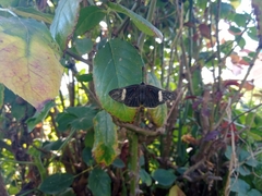 Melanis leucophlegma