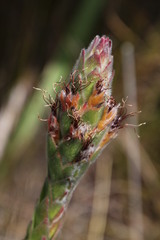 Mimetes capitulatus
