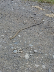 Galvarinus chilensis