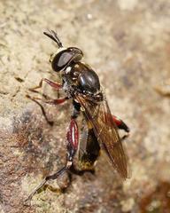 Chalcosyrphus elongatus