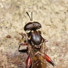 Chalcosyrphus elongatus