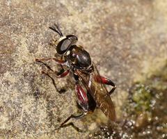 Chalcosyrphus elongatus
