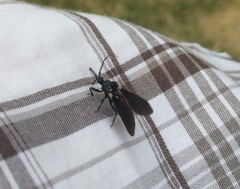 Ectrychotes andreae