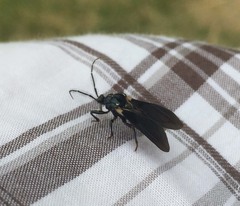 Ectrychotes andreae