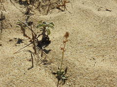 Froelichia xantusii