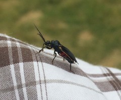 Ectrychotes andreae