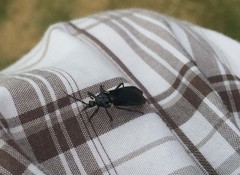 Ectrychotes andreae