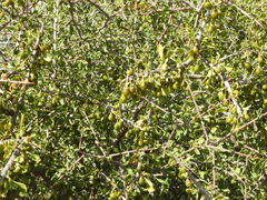 Condalia globosa