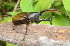 Dynastes septentrionalis