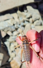 Deinacrida connectens