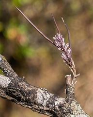 Cleisostomopsis salimii