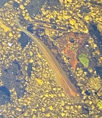 Galaxias occidentalis