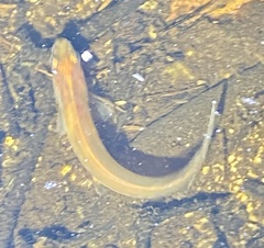 Galaxias occidentalis