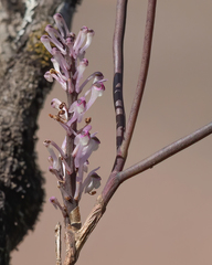 Cleisostomopsis salimii