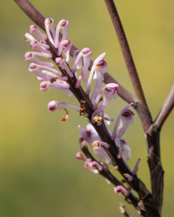 Cleisostomopsis salimii