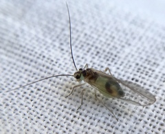 Stenopsocus immaculatus