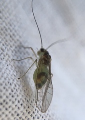 Stenopsocus immaculatus