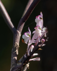 Cleisostomopsis salimii