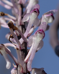 Cleisostomopsis salimii