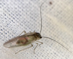 Stenopsocus immaculatus