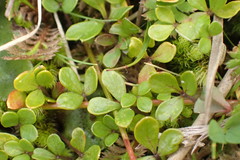 Azorella nitens