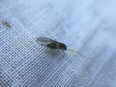 Stenopsocus immaculatus