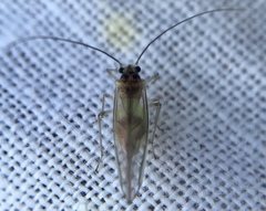 Stenopsocus immaculatus