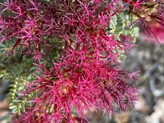 Melaleuca anisandra