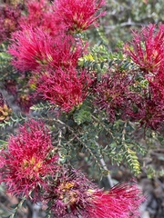 Melaleuca anisandra