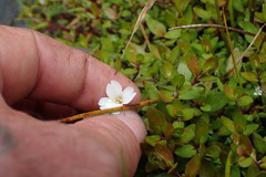 Epilobium macropus