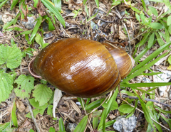 Megalobulimus ovatus
