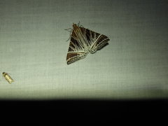 Phrataria replicataria