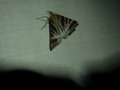 Phrataria replicataria