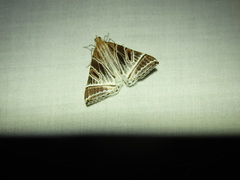 Phrataria replicataria