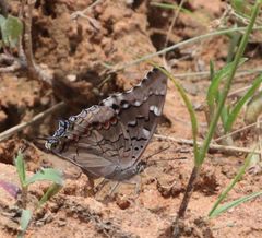 Charaxes guderiana guderiana