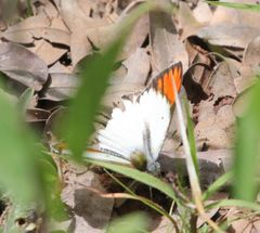 Colotis antevippe gavisa
