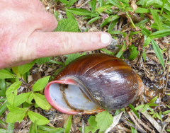 Megalobulimus ovatus