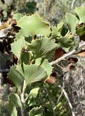 Hakea baxteri