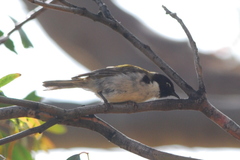 Melithreptus affinis